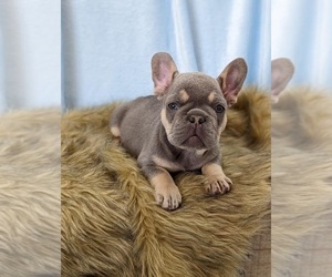 French Bulldog Puppy for sale in SOUTH HAVEN, MN, USA