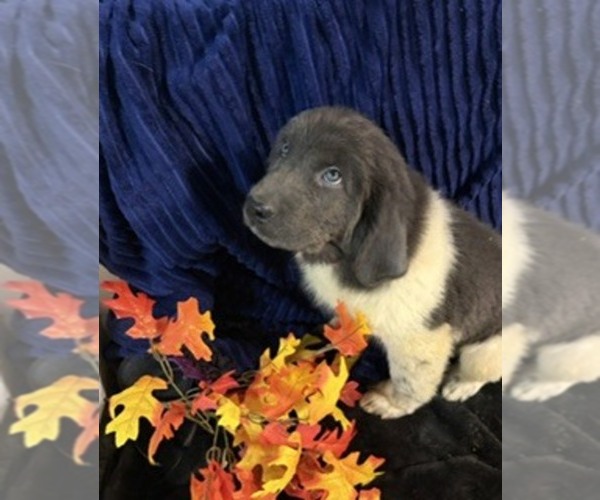 Medium Photo #51 Newfoundland Puppy For Sale in AURORA, IN, USA