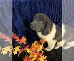 Small Photo #51 Newfoundland Puppy For Sale in AURORA, IN, USA