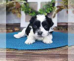 Havanese Puppy for sale in MARIETTA, GA, USA