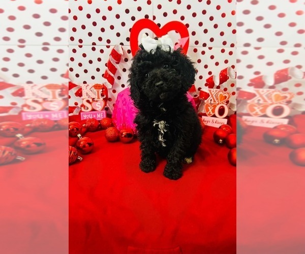 Medium Photo #3 Poodle (Miniature) Puppy For Sale in INDIANAPOLIS, IN, USA