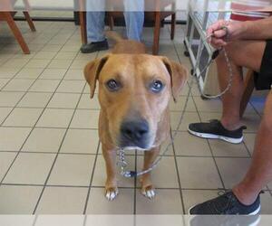 Mutt Dogs for adoption in Ocala, FL, USA