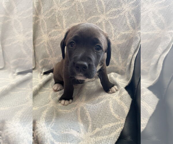Medium Photo #3 Labrador Retriever-Unknown Mix Puppy For Sale in The Woodlands, TX, USA