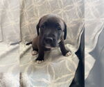 Small #2 Labrador Retriever Mix