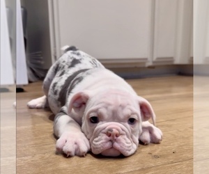 English Bulldog Puppy for sale in LONG BEACH, CA, USA