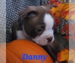 Small Photo #5 Boston Terrier Puppy For Sale in LEXINGTON, IN, USA