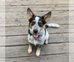 Small Mutt