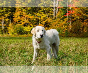Great Pyrenees Dogs for adoption in Croydon, NH, USA
