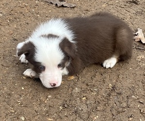 Border Collie Puppy for sale in SEYMOUR, MO, USA