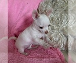 Small #4 Chihuahua