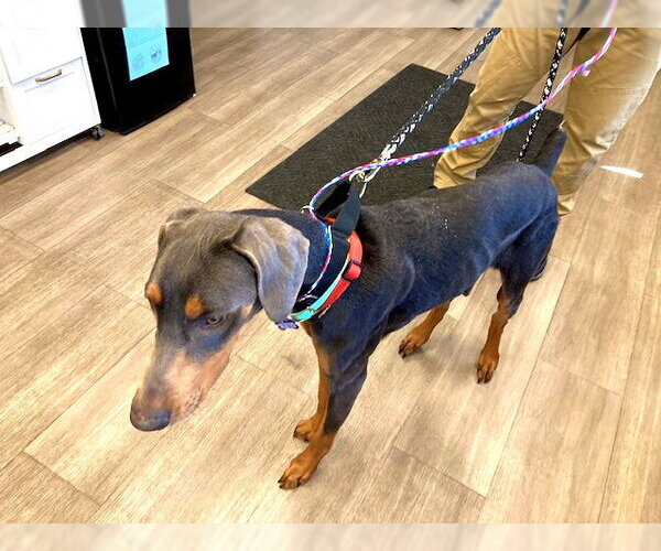 Medium Photo #2 Doberman Pinscher Puppy For Sale in Omaha, NE, USA