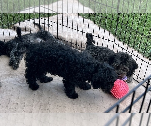 Medium Photo #5 ShihPoo Puppy For Sale in GLOUCESTER, VA, USA
