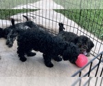 Small Photo #5 ShihPoo Puppy For Sale in GLOUCESTER, VA, USA