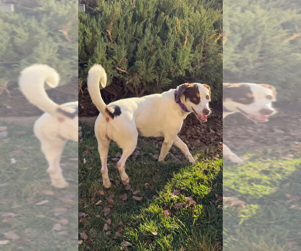 Medium Photo #1 Labrador Retriever-Unknown Mix Puppy For Sale in Salt Lake City, UT, USA