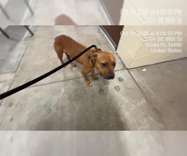 Medium Photo #1 American Pit Bull Terrier Puppy For Sale in Ocala, FL, USA