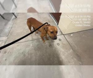American Pit Bull Terrier Dogs for adoption in Ocala, FL, USA