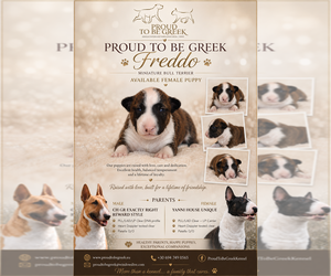 Miniature Bull Terrier Puppy for sale in Artemida, Attica, Greece