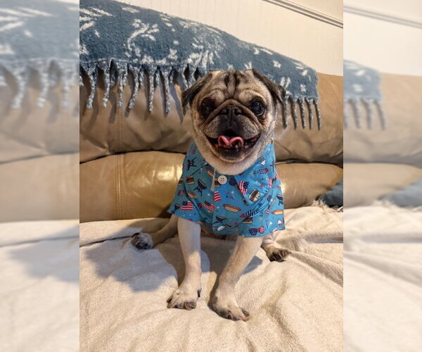 Medium Photo #5 Pug Puppy For Sale in Indianapolis, IN, USA