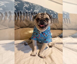 Oliver - Male Pug Dog for Adoption - Photo #5
