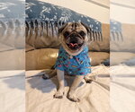 Small #4 Pug
