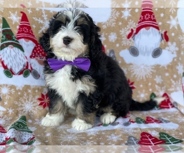 Medium Photo #4 Bernedoodle (Miniature) Puppy For Sale in LANCASTER, PA, USA