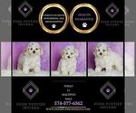 Small Photo #49 Maltipoo (Miniature) Puppy For Sale in WARSAW, IN, USA