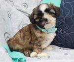 Puppy Quince Shih Tzu