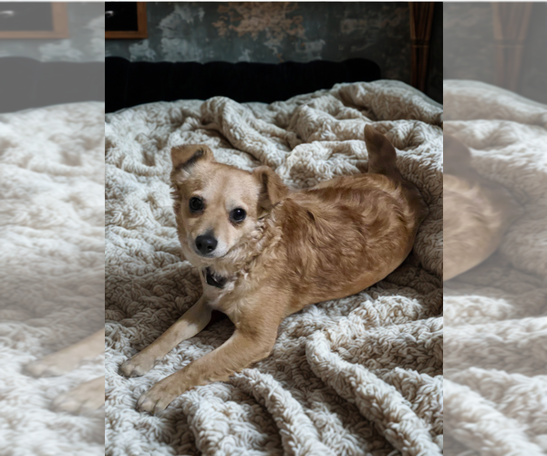 Medium Photo #4 Mutt Puppy For Sale in San Diego, CA, USA