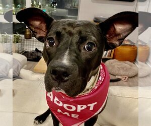 Persephone - Female Mutt Dog for Adoption - Photo #33