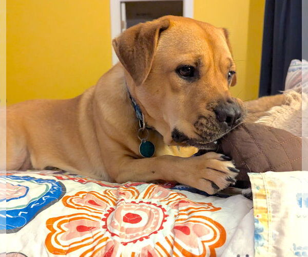 Medium Photo #8 Mutt Puppy For Sale in Cary, NC, USA