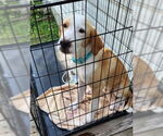 Small Photo #11 Mutt Puppy For Sale in Boonton, NJ, USA