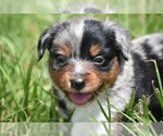 Image preview for Ad Listing. Nickname: Green Bean