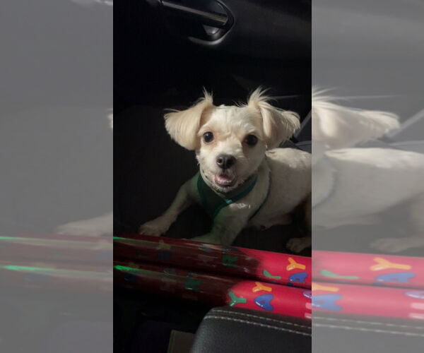 Medium Photo #4 Shih Tzu-Unknown Mix Puppy For Sale in Portland, IN, USA