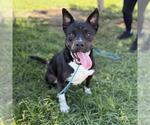 Small Staffordshire Bull Terrier Mix