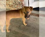 Small #4 American Pit Bull Terrier-Labrador Retriever Mix