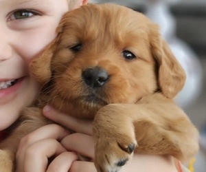 Golden Retriever Puppy for sale in GOSHEN, IN, USA
