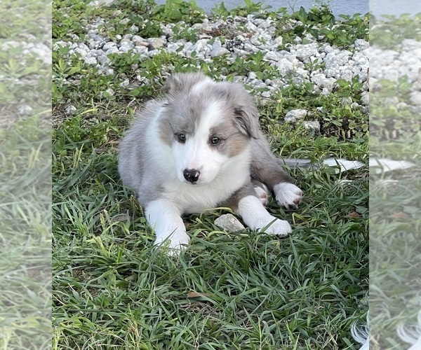 Medium Photo #1 Border Collie Puppy For Sale in SAINT CLOUD, FL, USA