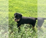 Small #16 Rottweiler