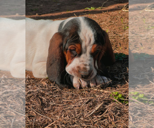 Basset Hound Puppy for sale in BINGER, OK, USA