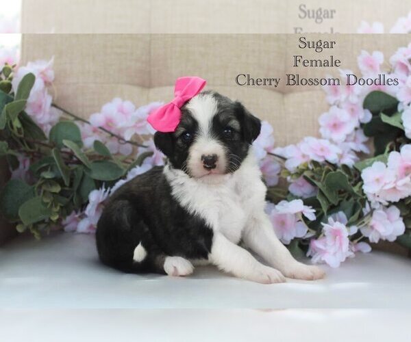 Medium Photo #1 Bordoodle Puppy For Sale in GREENWICH, OH, USA