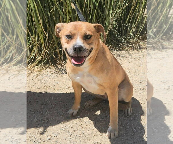 Medium Photo #7 Labrador Retriever-Unknown Mix Puppy For Sale in Lake Forest, CA, USA