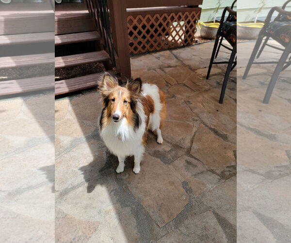 Medium Photo #3 Mutt Puppy For Sale in Pueblo West, CO, USA
