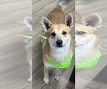 Small Shiba Inu Mix