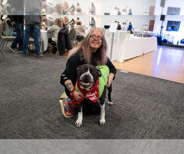 Medium Photo #14 American Staffordshire Terrier-Unknown Mix Puppy For Sale in Muskegon, MI, USA
