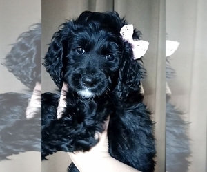 Bernedoodle Puppy for sale in GRAND BLANC, MI, USA