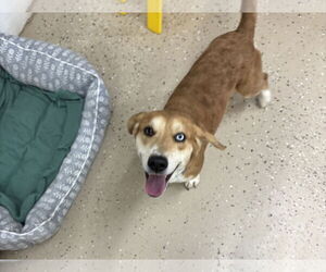Beagle-Unknown Mix Dogs for adoption in York, SC, USA