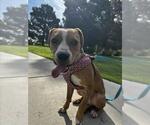 Small #1 Beagle Mix