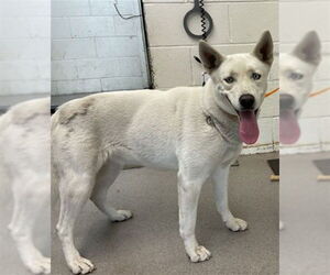 Siberian Husky Dogs for adoption in San Bernardino, CA, USA
