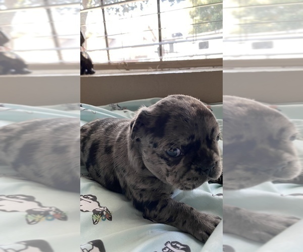 Medium Photo #684 French Bulldog Puppy For Sale in CERES, CA, USA