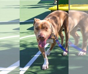 BETTY WHITE - Female Mutt Dog for Adoption - Photo #6
